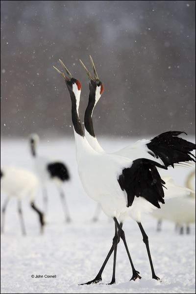 Japanese Crane;Red-crowned Crane;Crane;Grus japonensis;Japan;Dancing bird;one animal;close-up;color image;photography;day;birds;animals in the wild;outdoors;Wildlife;Endangered species;endangered species
